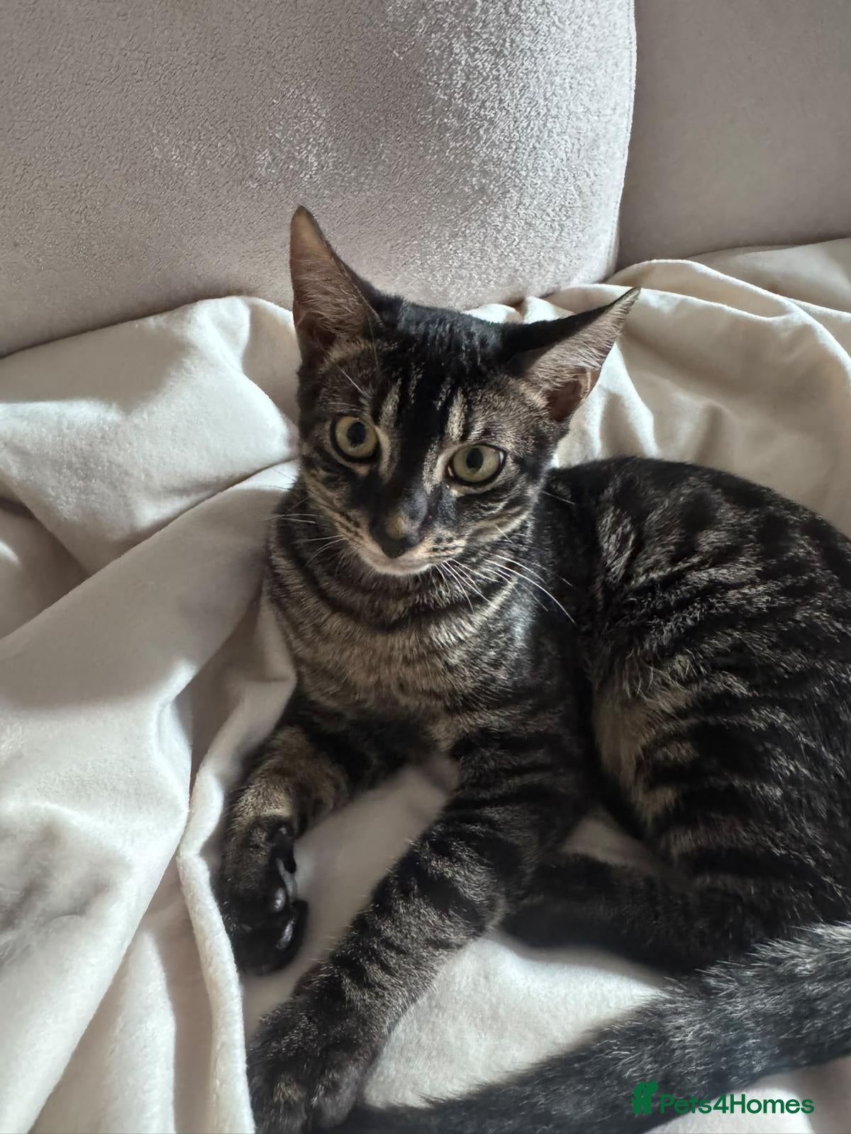 Bengal cats for sale: Beautiful, friendly Bengal looking for a home - Advert 8