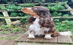 Cocker Spaniel dogs for sale: KC Show Type Cocker Spaniel Pups - Family Home  - Image 26