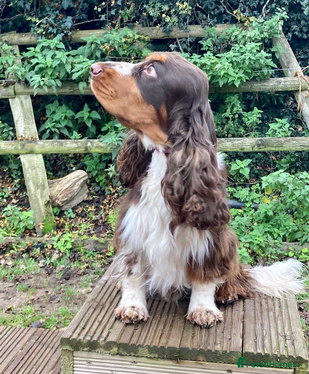 Cocker Spaniel dogs for sale: KC Show Type Cocker Spaniel Pups - Family Home  - Image 26