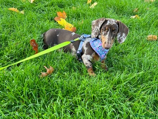 Miniature Dachshund dogs Beautiful Female Miniature Dachshund - Advert 1