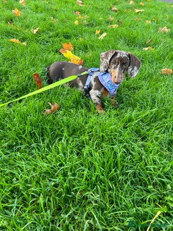 Miniature Dachshund dogs Beautiful Female Miniature Dachshund - Advert 1