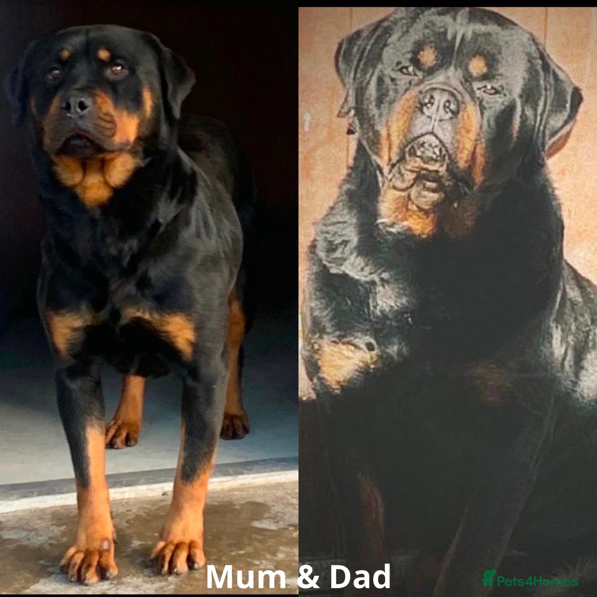 Rottweiler dogs Outstanding Female Available, Old School Type - Advert 2