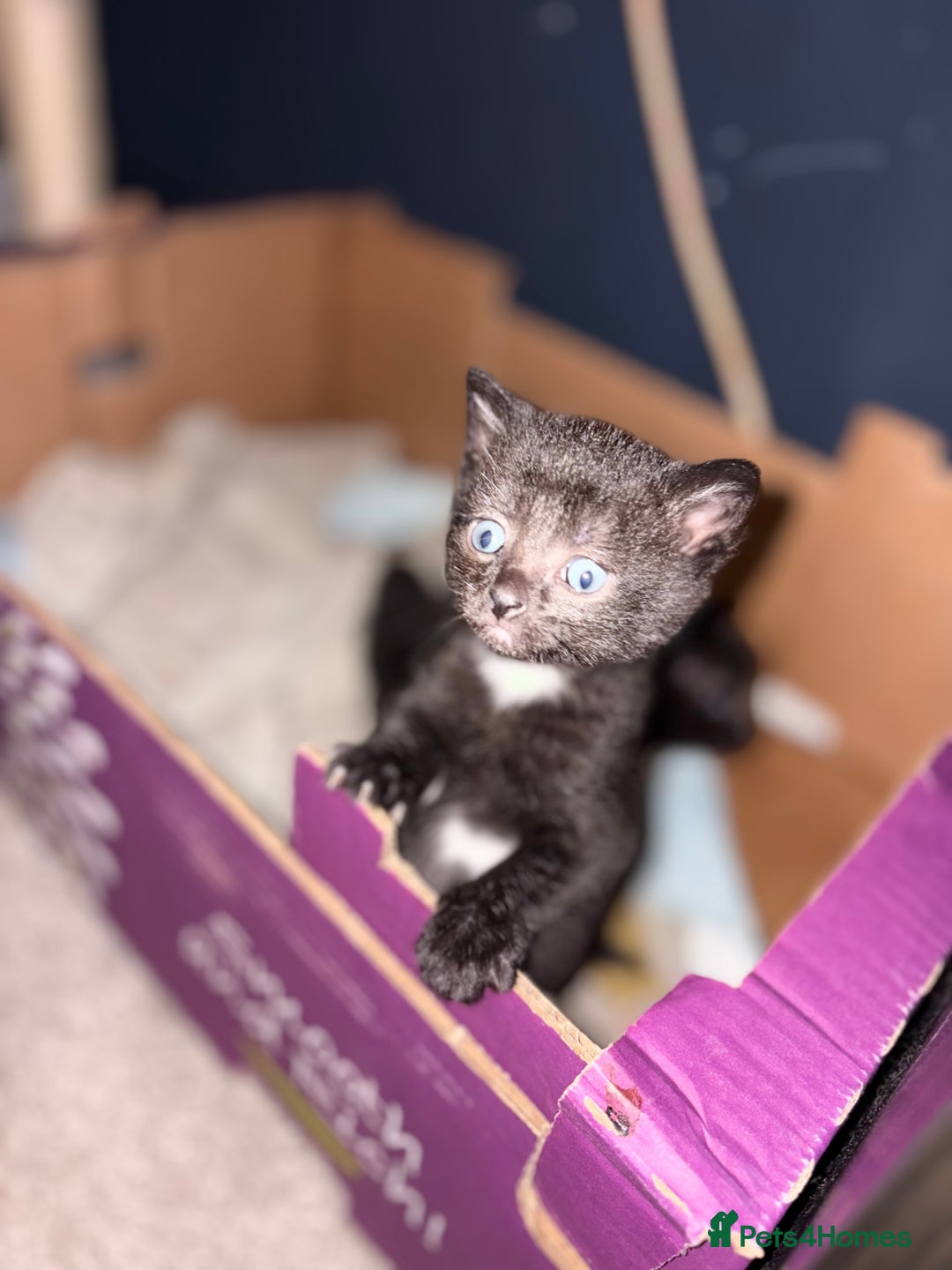 Mixed Breed cats for sale: Black and white kittens  - Advert 5
