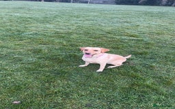 Labrador Retriever dogs for stud: she 3 years old  - Image 4