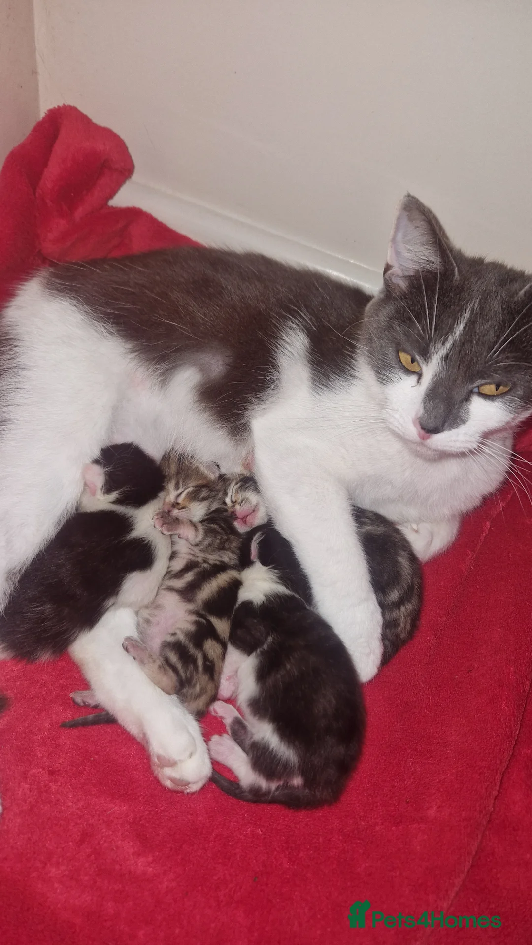 Domestic Shorthair cats for sale: Domestic shorthair kittens - Advert 5