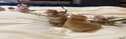British Shorthair cats for sale: Beautiful British Shorthair Kittens  - Advert 14