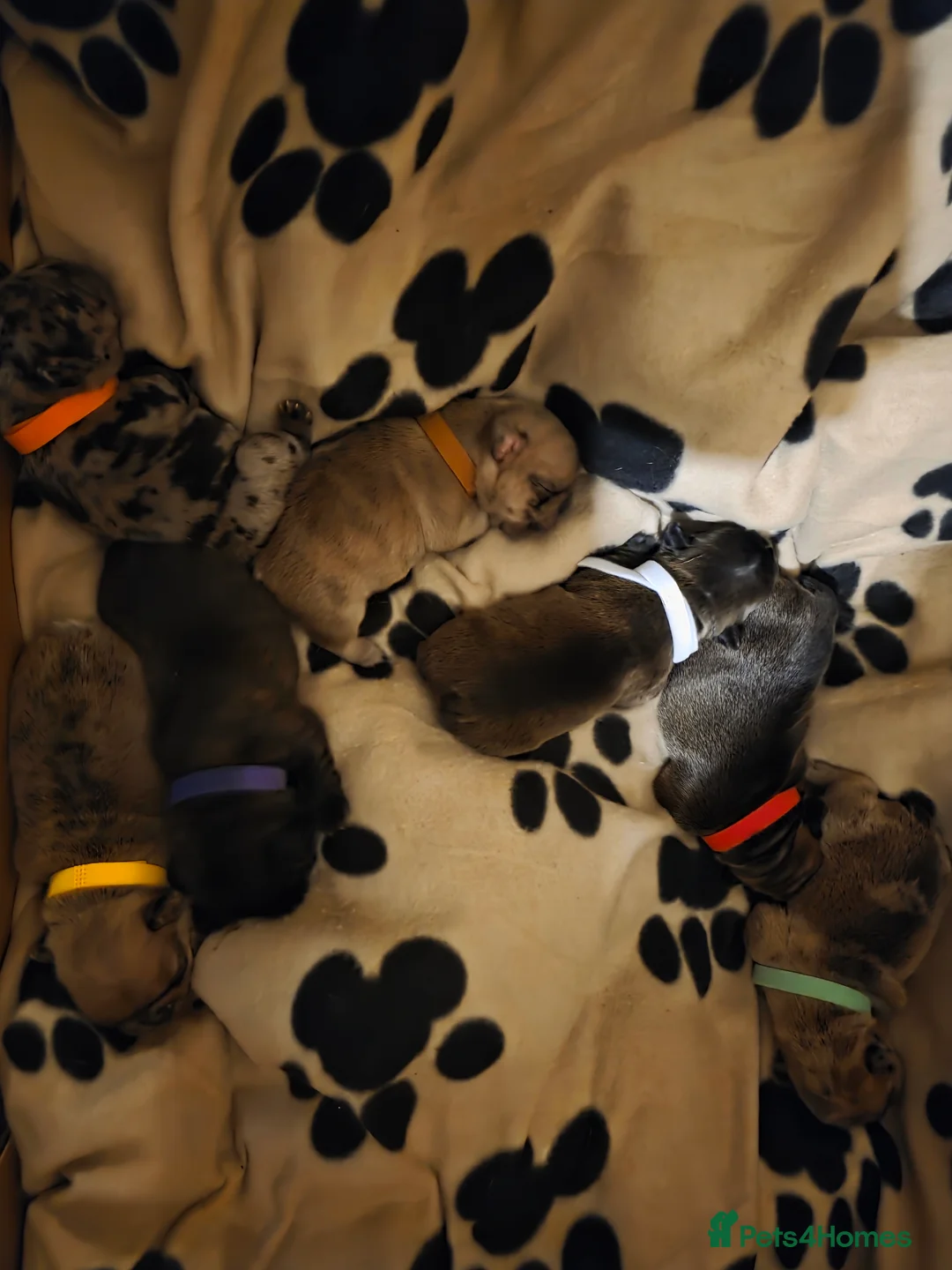 French Bulldog dogs for sale: French Bulldog Puppies – Ready Soon 🐶 - Advert 40