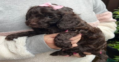 Cavapoo dogs - Advert 5