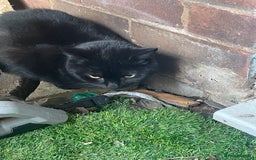 Mixed Breed cats for sale: 5 cats  - Image 4