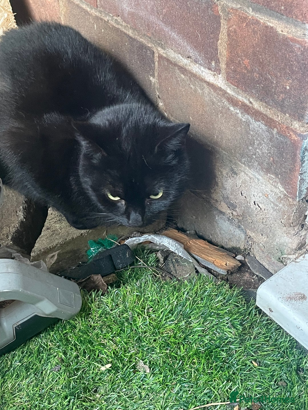 Mixed Breed cats for sale: 5 cats  - Image 4
