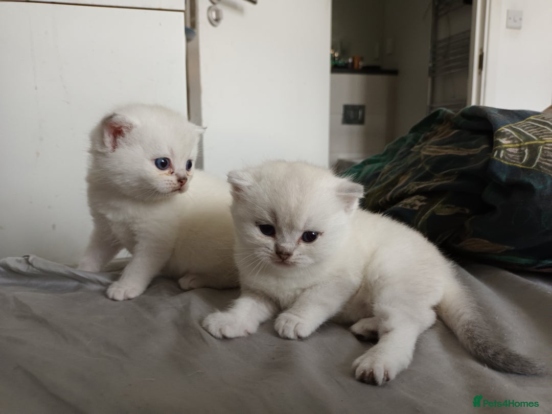 Scottish Fold cats for sale: Scottish straight boy and girl - Image 4