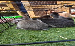 Dwarf Lop rabbits for sale: 9 Dwarf lop Rabbits ready for a new home - Image 20