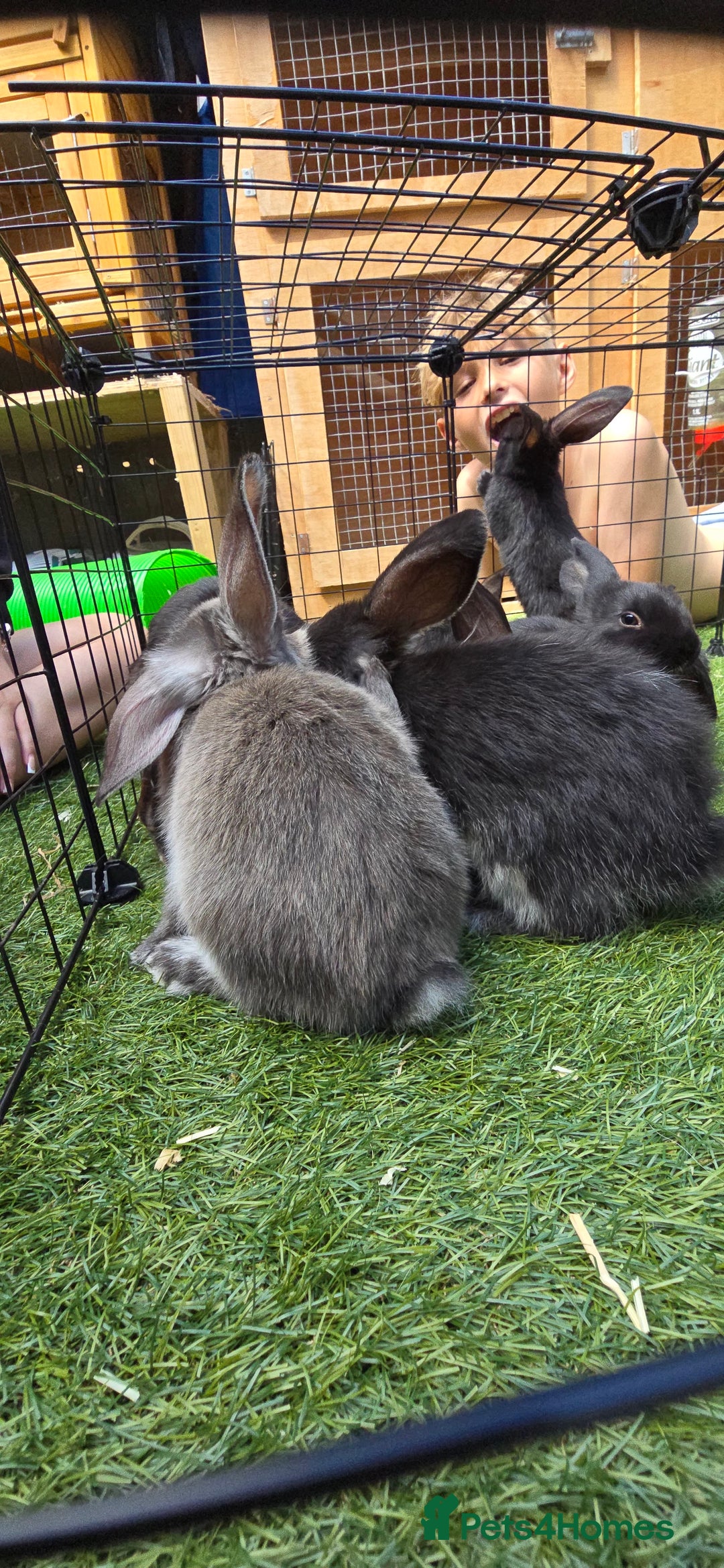 Dwarf Lop rabbits for sale: 9 Dwarf lop Rabbits ready for a new home - Image 20