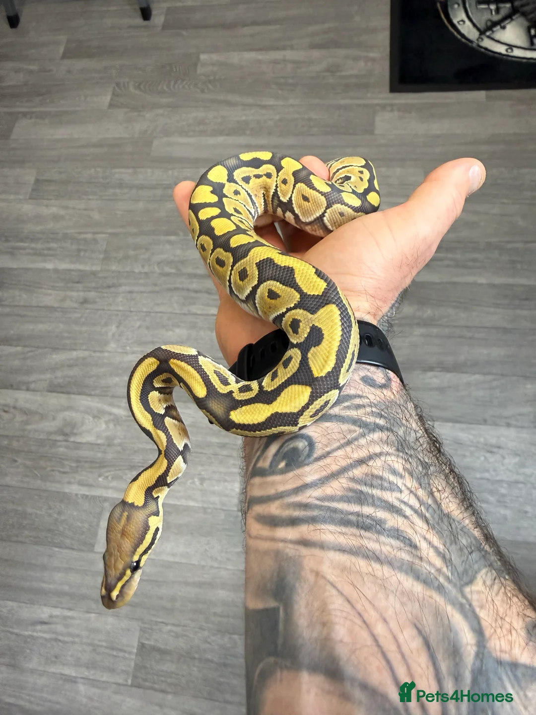 Gallery Image {{count}}