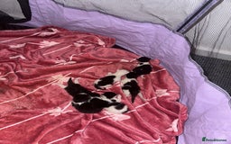Mixed Breed cats for sale: Half sphinx and half short haired kittens  - Image 7
