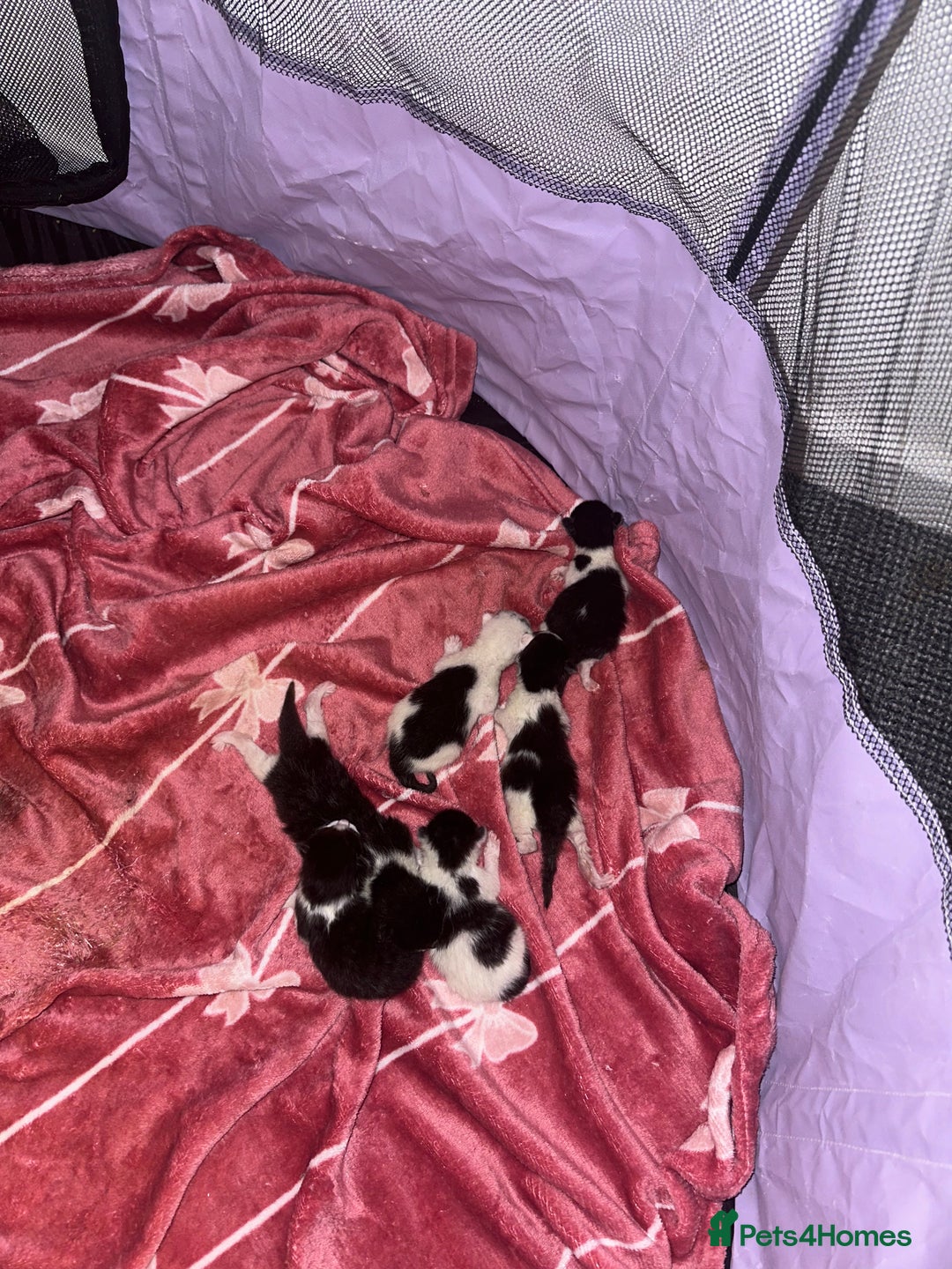 Mixed Breed cats for sale: Half sphinx and half short haired kittens  - Image 7