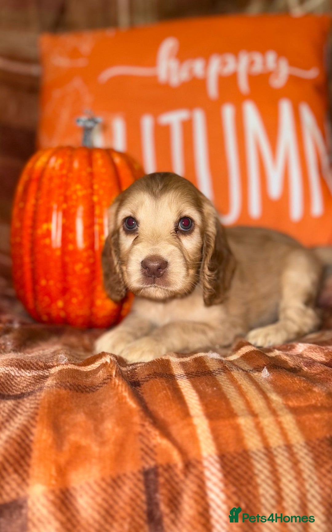 Cocker Spaniel dogs for sale: 🧡💛❤️Stunning KC Show Cocker Spaniels❤️🩷🧡 - Image 1