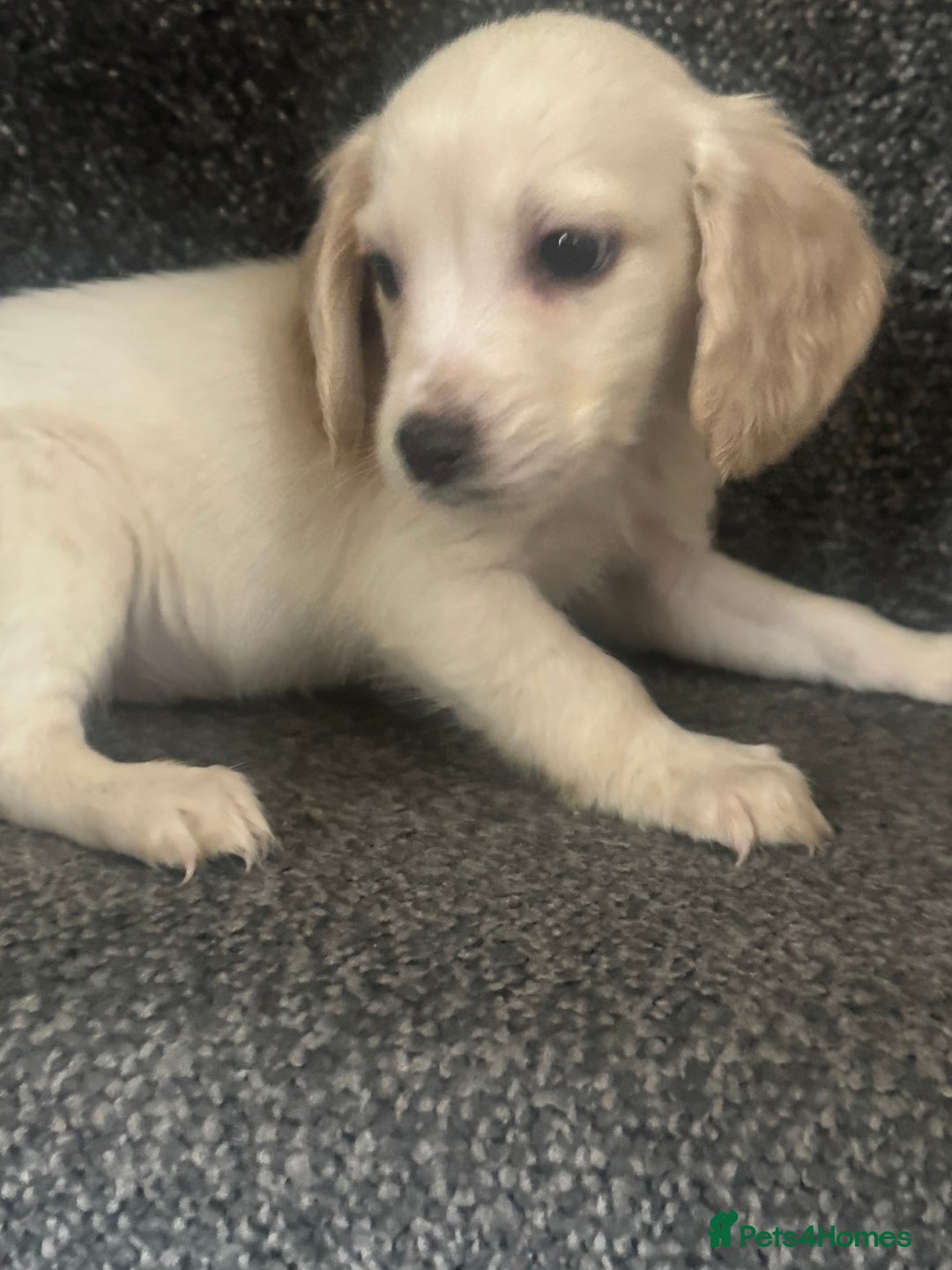 Cockapoo dogs for sale: Cockapoo puppies  - Advert 3