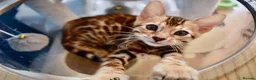 Bengal cats for sale: Beautiful Bengal kittens - Advert 4