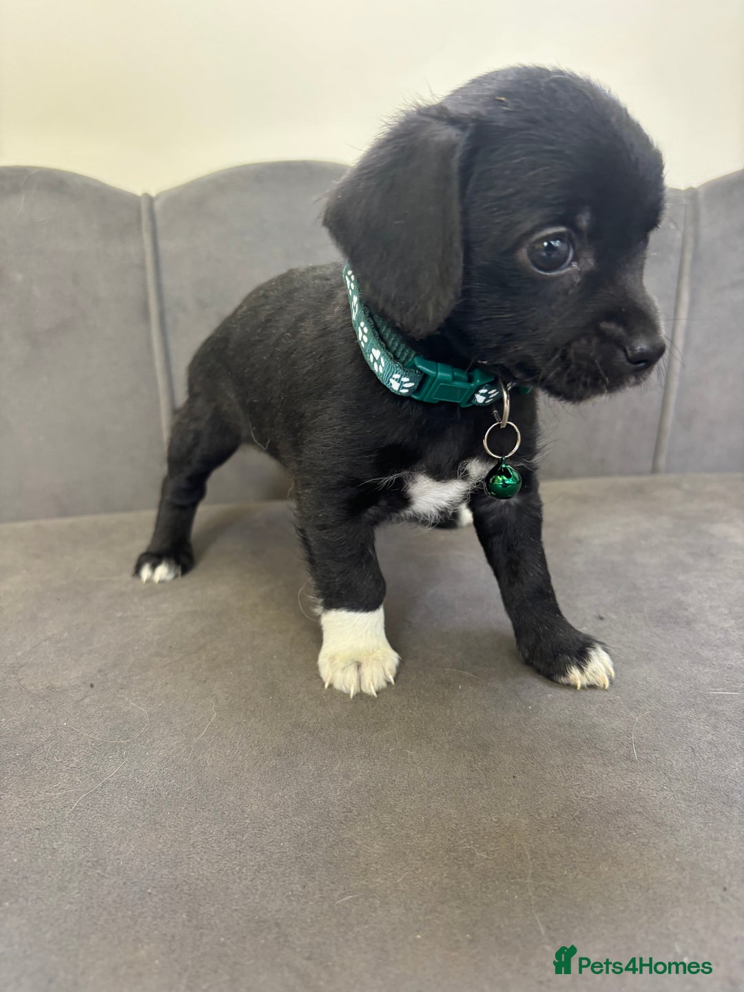 Chipoo dogs for sale: Stunning Chipoo Pups DNA Health Tested - Image 4