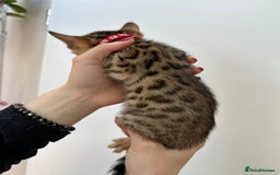 Bengal cats for sale: GORGEOUS PURE BENGAL KITTENS READY TO GO ❤️ - Image 19