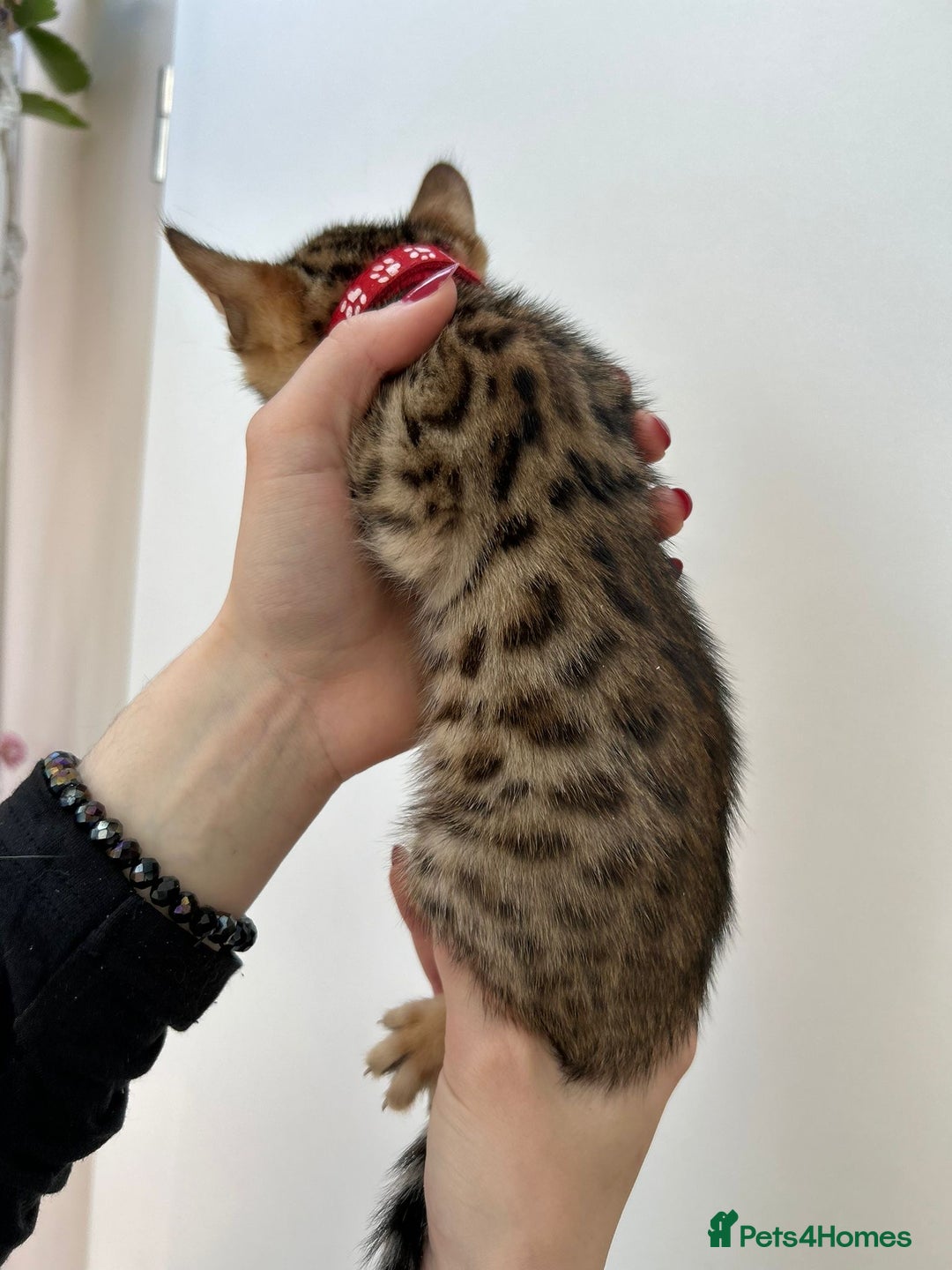 Bengal cats for sale: GORGEOUS PURE BENGAL KITTENS READY TO GO ❤️ - Image 19