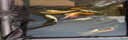 Koi Carp fish for sale: Koi carp - Advert 5