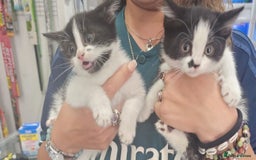 Mixed Breed cats for sale: Kitty corner: Find your new best friend - Image 3