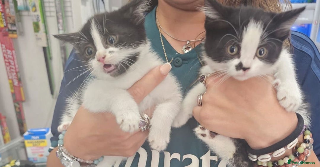 Mixed Breed cats for sale: Kitty corner: Find your new best friend - Image 3