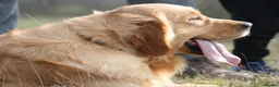 Golden Retriever dogs for sale: 🏆35*GEN RARE DARK SHOW LINE HEATH CERTIFICATED  - Advert 4