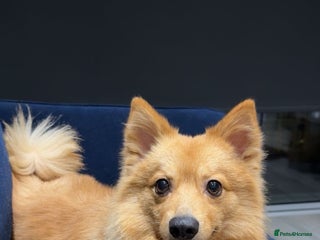 Mixed Breed dogs - Advert 29