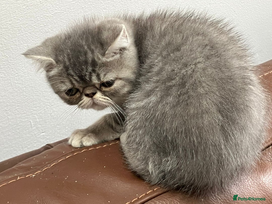 Exotic cats for sale: Beautiful exotic kittens  - Image 1
