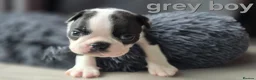 Boston Terrier dogs for sale: ⭐️KC registered beautiful Boston terrier puppies - Advert 30