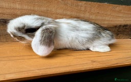 Mini Lop rabbits for sale: MINI LOP BUNNIES - PEDIGREE  - Image 29
