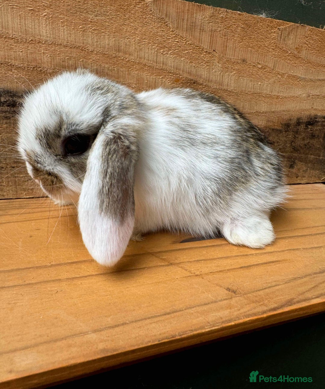 Mini Lop rabbits for sale: MINI LOP BUNNIES - PEDIGREE  - Image 29