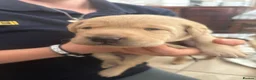 Labrador Retriever dogs for sale: Stunning fox red/dark yellow Labradors - Advert 11