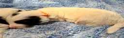 Sproodle dogs for sale: Sproodle puppies from experienced, licensed breedr - Advert 17