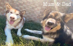 Mixed Breed dogs for sale: Malamute x Alaskan Shepherd Litter - Image 13