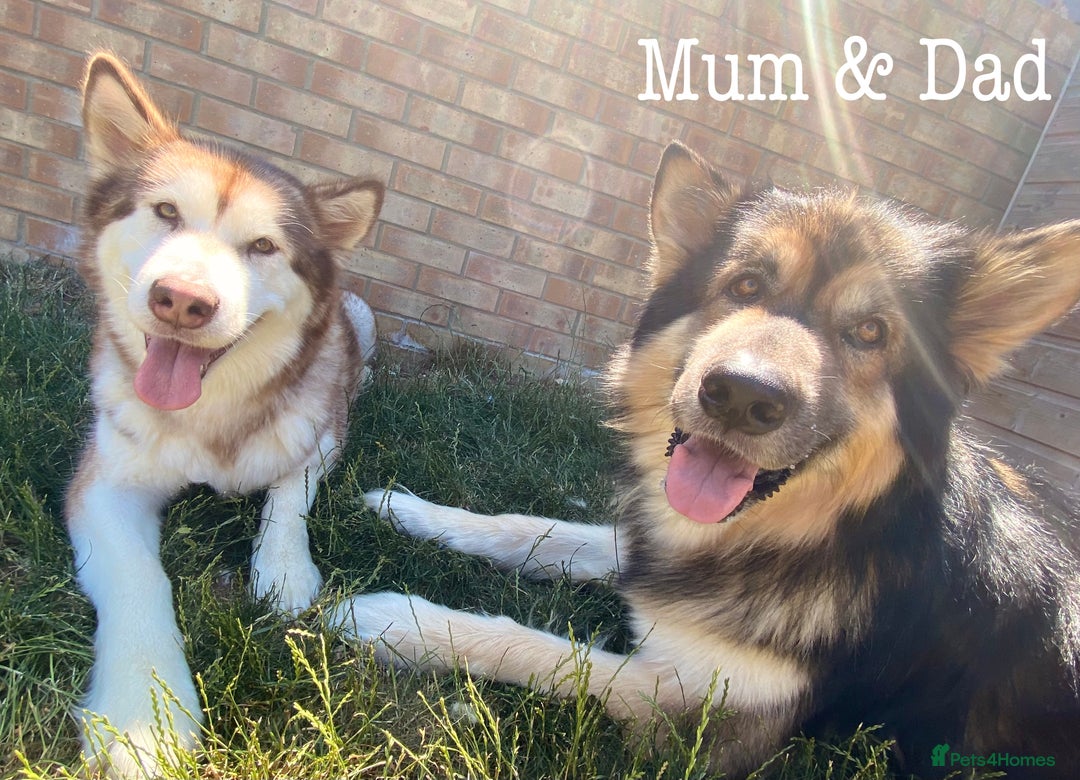 Mixed Breed dogs for sale: Malamute x Alaskan Shepherd Litter - Image 13