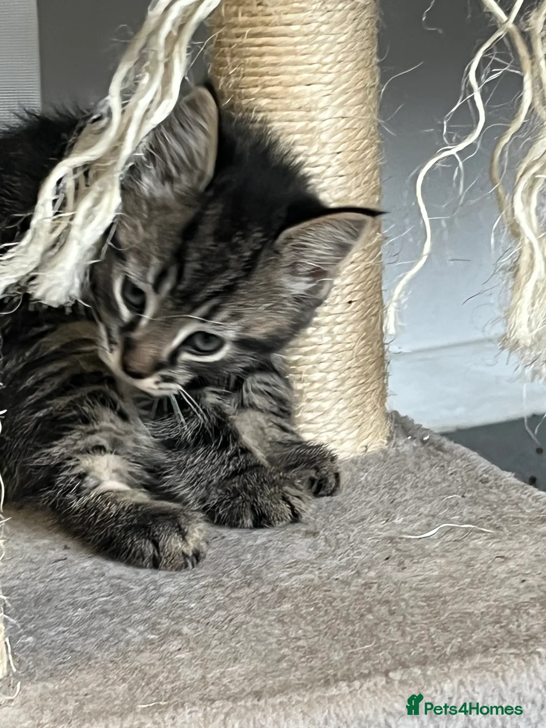 Mixed Breed cats for sale: Stunning Mixed Breed Tabby Male Kittens Available - Advert 2