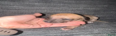 Whippet 3