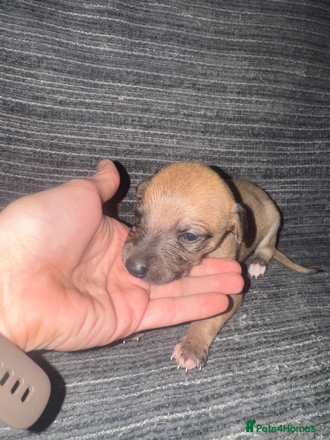 Whippet dogs for sale: Exceptional litter of KC registered whippets - Advert 31