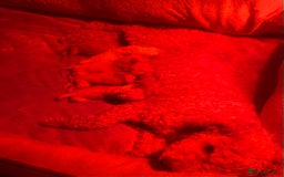 Cavapoo dogs for sale: Cavapoo puppy’s  - Image 12