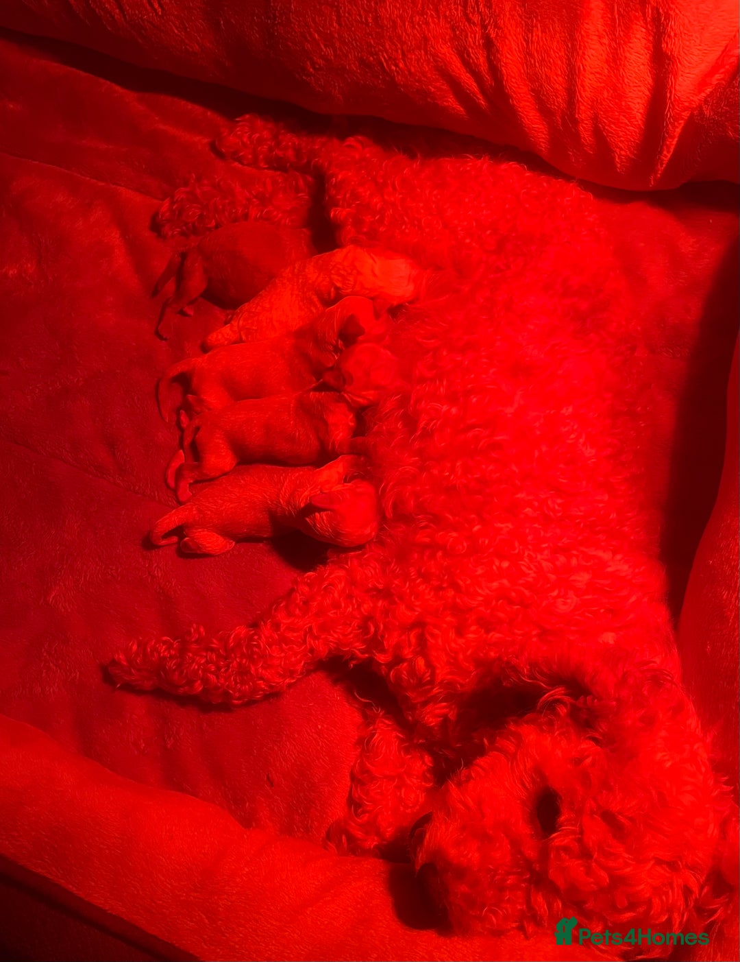 Cavapoo dogs for sale: Cavapoo puppy’s  - Image 12