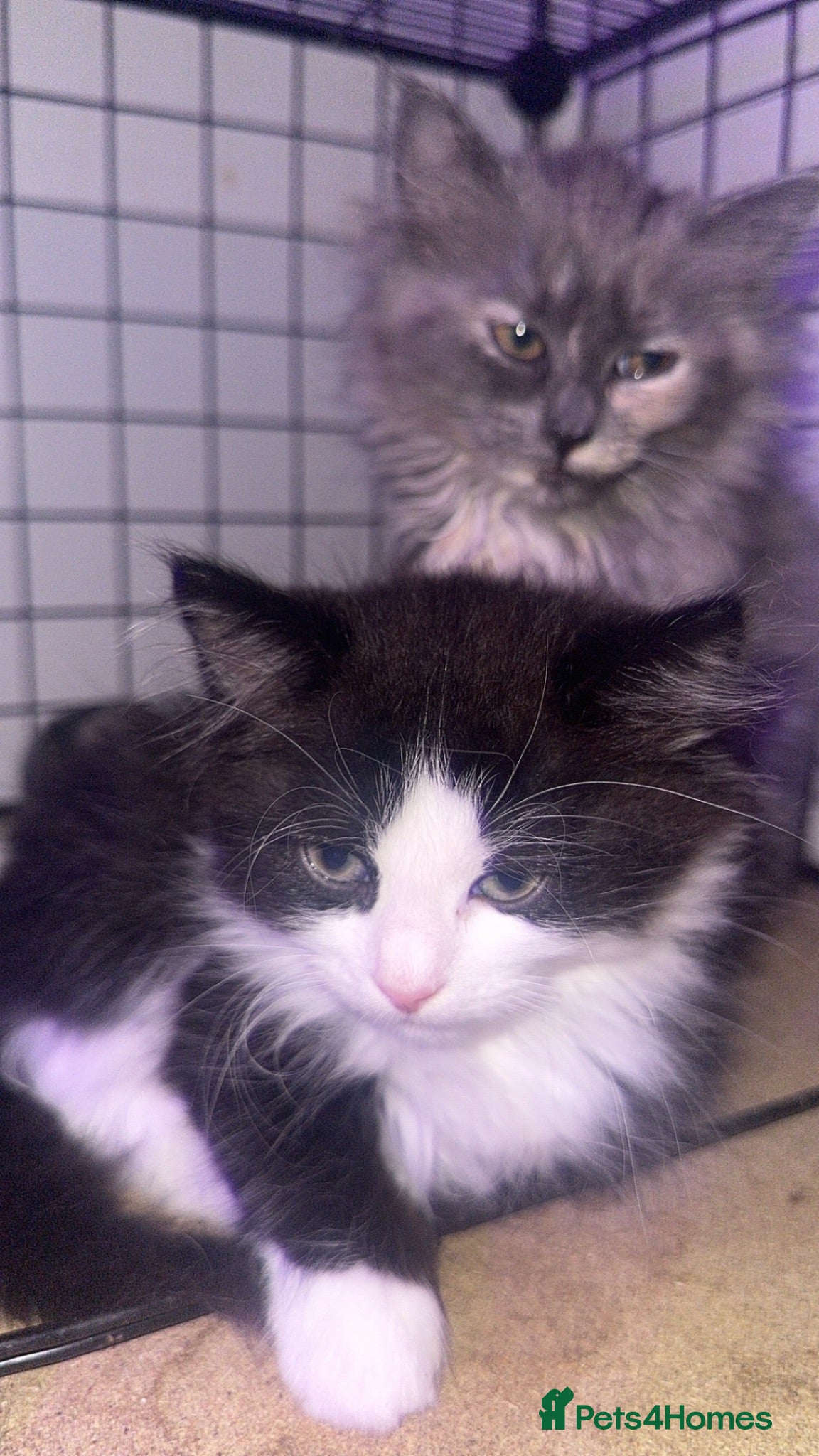 British Longhair cats British long hair + Turkish angora - Advert 3