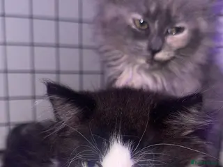 British Longhair cats British long hair + Turkish angora - Advert 14