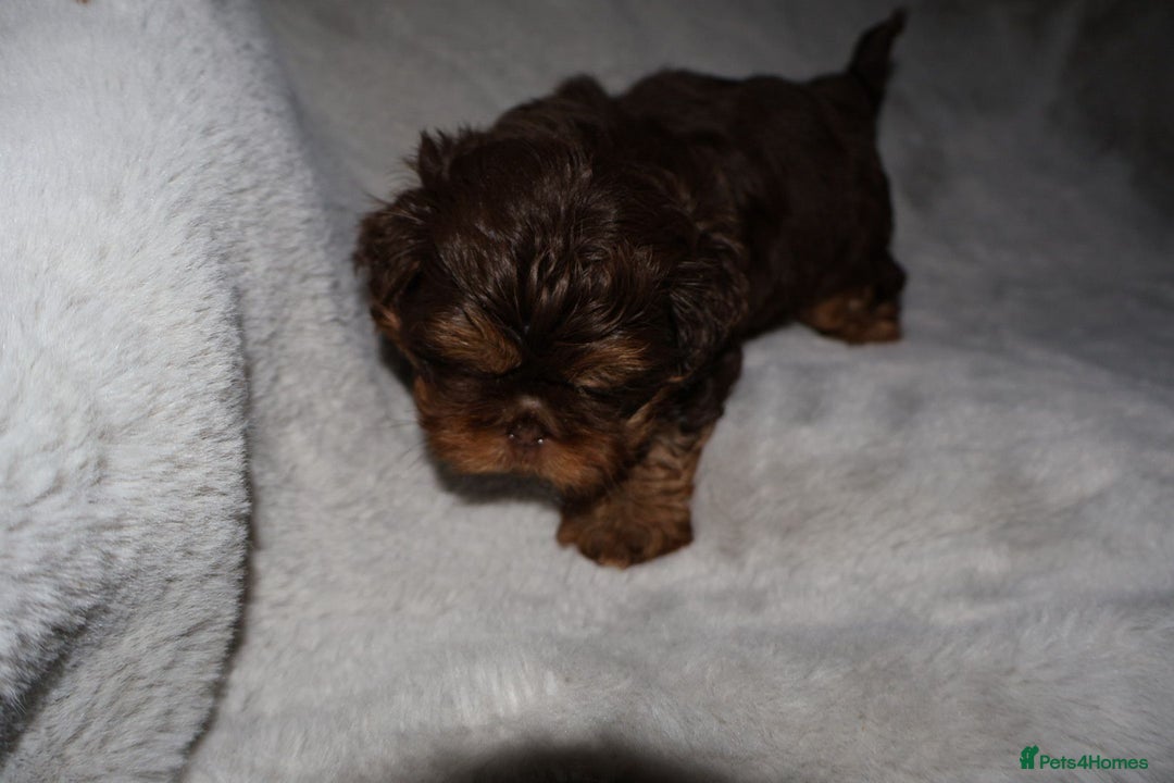 Shih Tzu dogs for sale: ✨️Exceptional Imperial Litter Ready Mid December✨️ - Advert 28