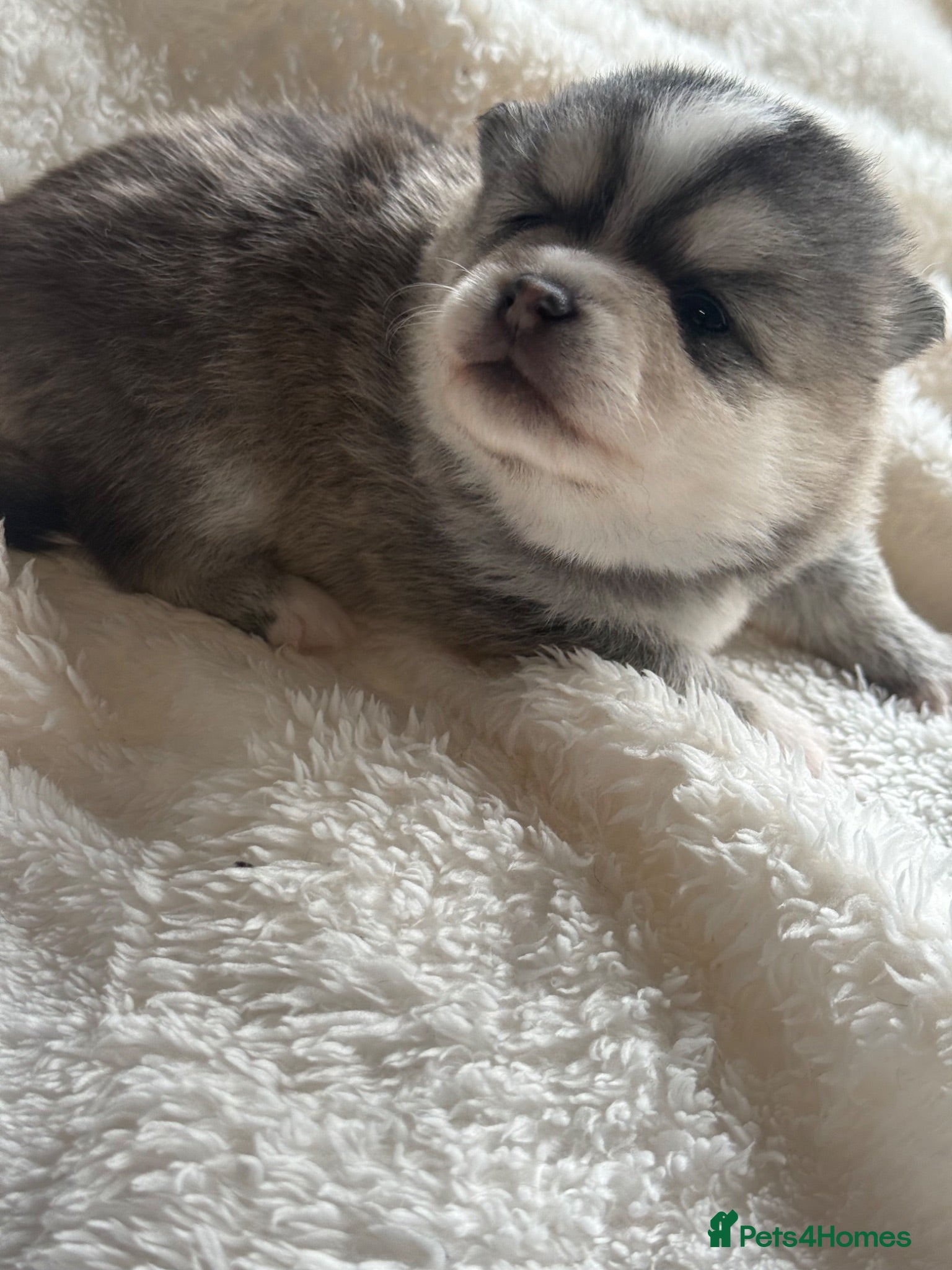 Pomsky dogs Stunning F1B Pomsky’s - Advert 2