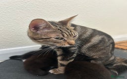 Mixed Breed cats for sale: 3 black kittens - Image 4