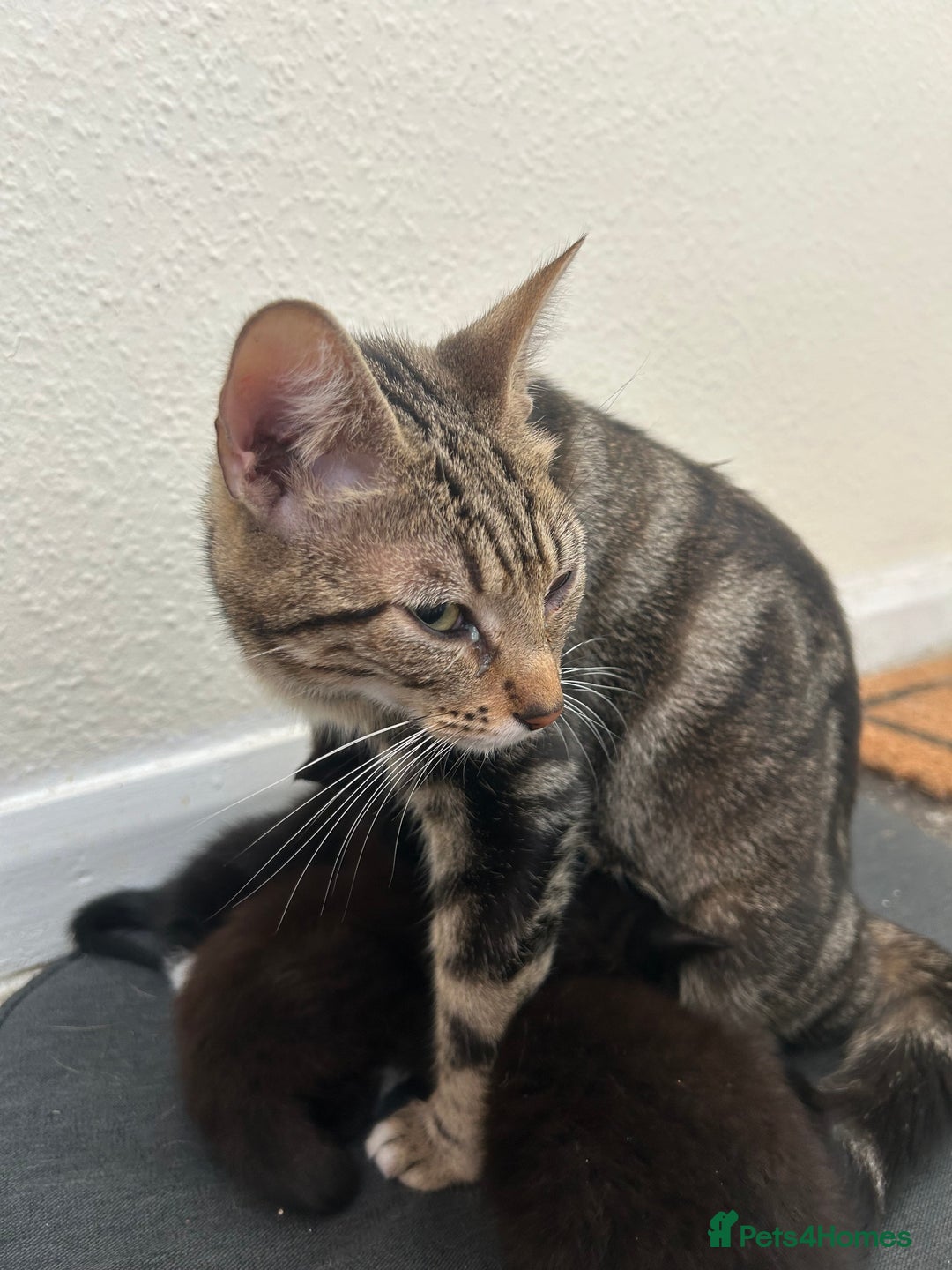 Mixed Breed cats for sale: 3 black kittens - Image 4